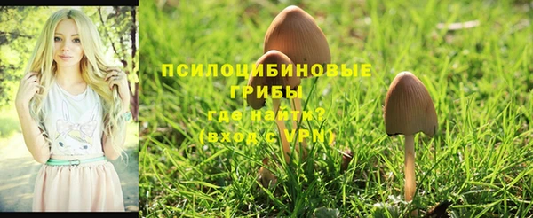 ешки Аркадак